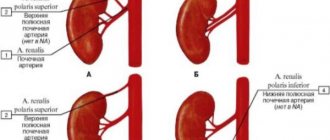Причины, виды, клиническая картина добавочной почечной артерии