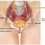 Строение уретры и мочеиспускательной системы у женщины